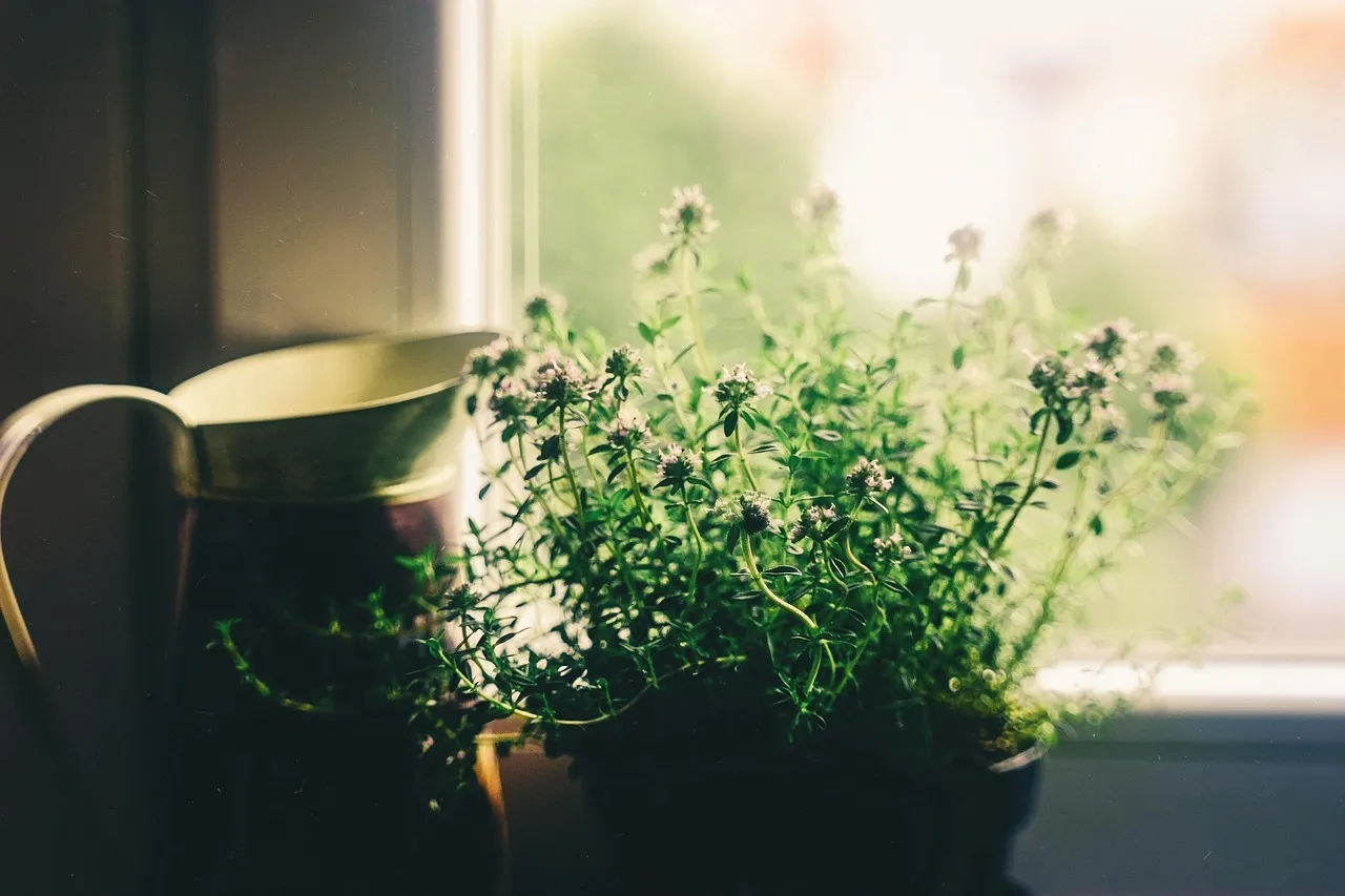 5 Plants That Thrive In New York City Apartments