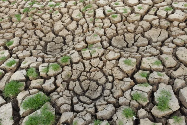 How to Fix "Hydrophobic" Soil That Repels Water Instead of Absorbing It - Featured image
