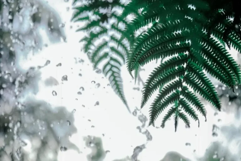 What Your Go-To Fern Says About Your Patience and Attention to Detail - Featured image