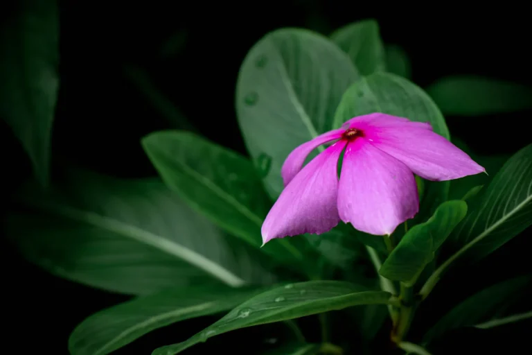 New Guinea Impatiens This Summer: Practical Care Tips for Vibrant Results - Featured image