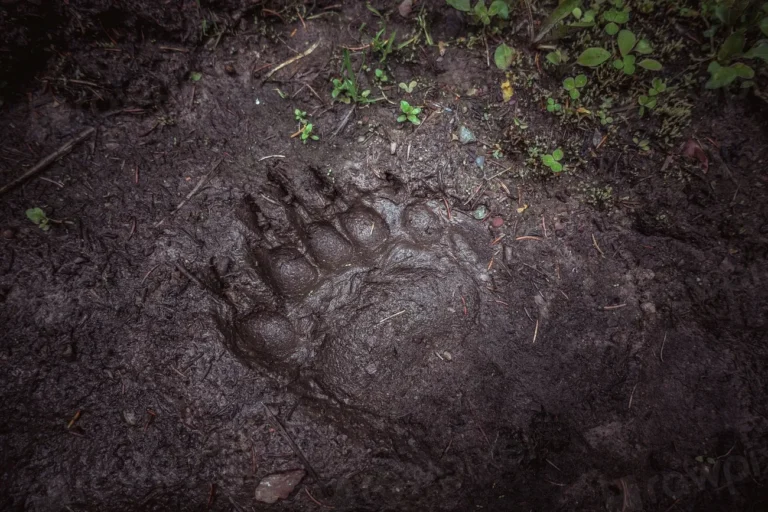 What to Do if You Encounter a Bear on the Trail: Myth vs. Reality - Featured image