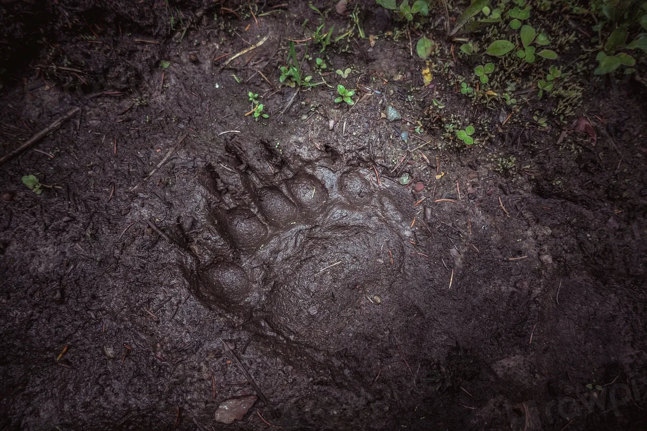What to Do if You Encounter a Bear on the Trail: Myth vs. Reality