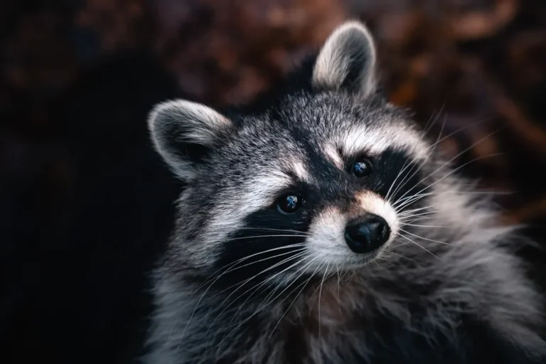 How to Deter Raccoons From Your Trash Without Using Harmful Chemicals - Featured image