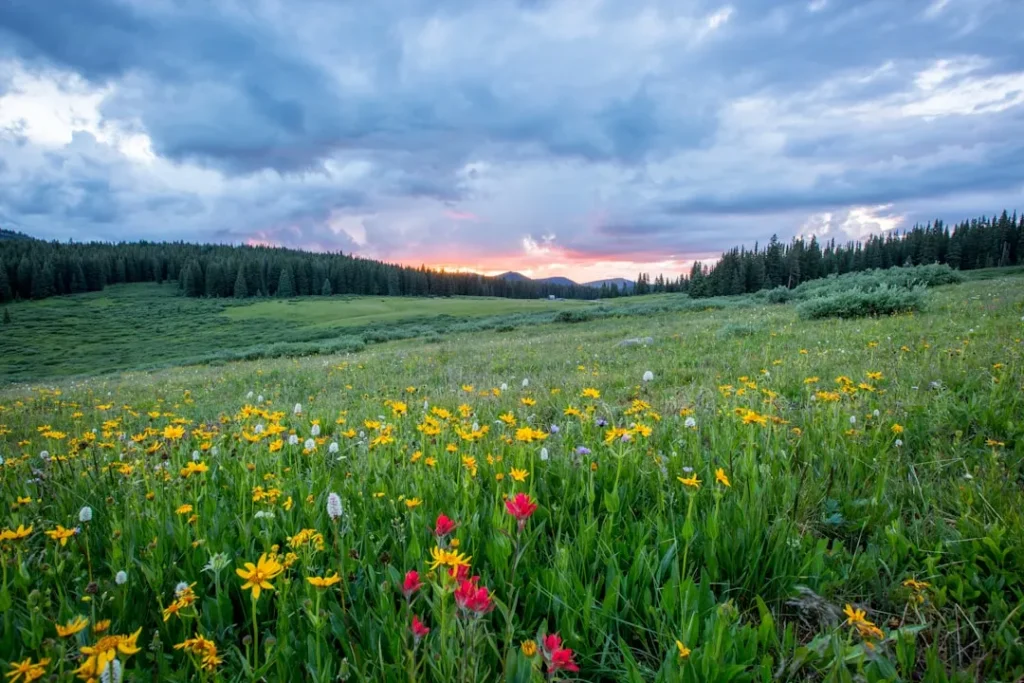 5 Perennial Flowers That Bloom Beautifully From Early Spring Until the First Frost - Featured image