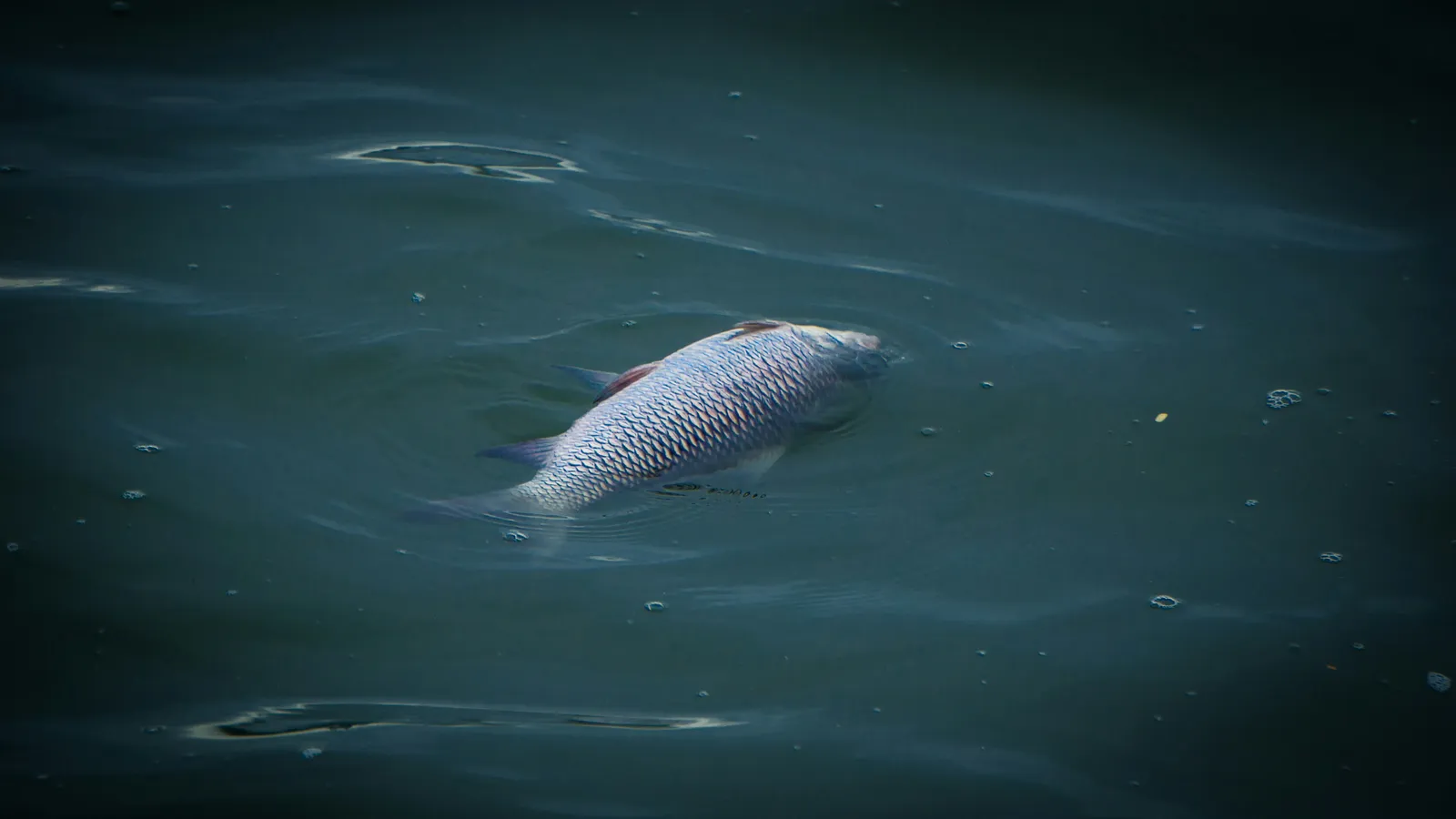 Dead Fish in Boston and Worcester Ponds Signal a Routine Seasonal Cycle