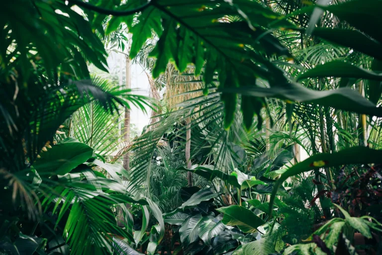 Tropical Oasis Emerges From Houston's Humid Heat - Featured image