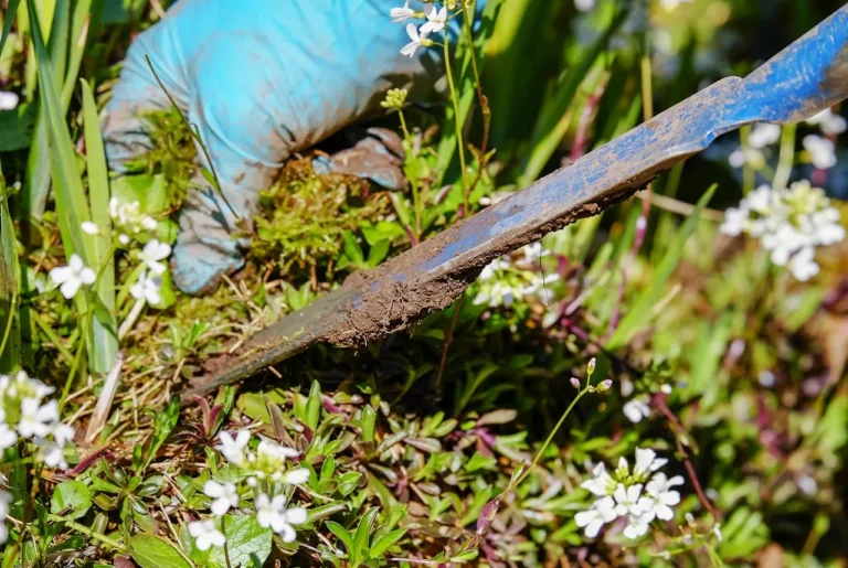 How to Use Free Wood Chips to Drastically Reduce Your Weeding Next Season - Featured image