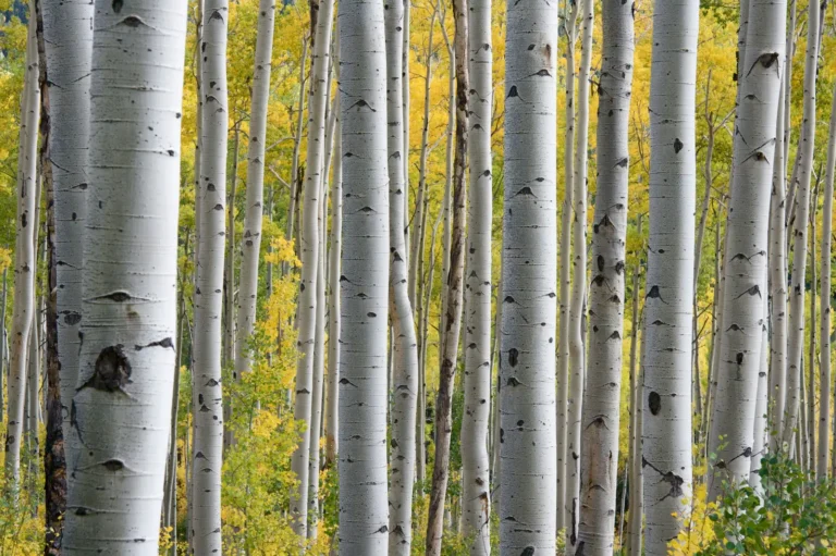 Birch Trees Bring Year-Round Beauty to Landscapes With Papery Bark and River Birch Options - Featured image