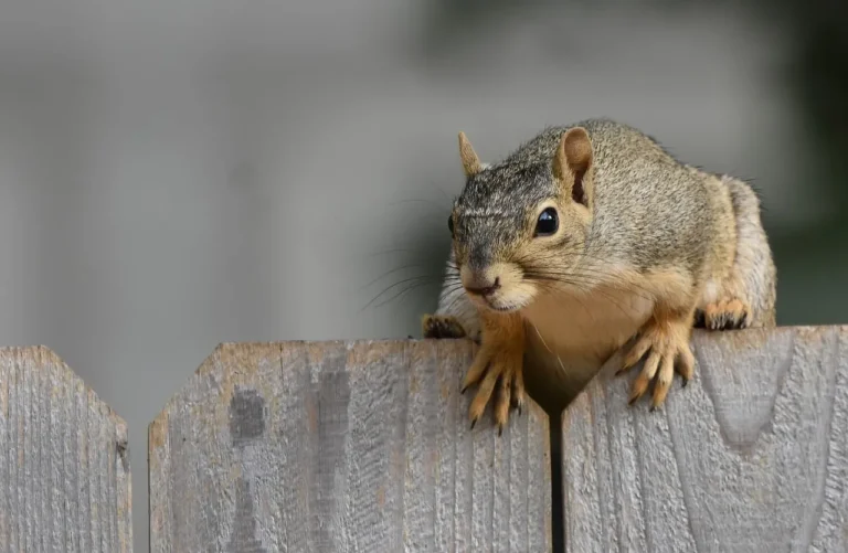 How to Help Backyard Wildlife Survive Extreme Summer Heatwaves - Featured image