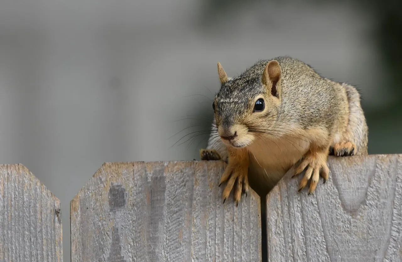 How to Help Backyard Wildlife Survive Extreme Summer Heatwaves