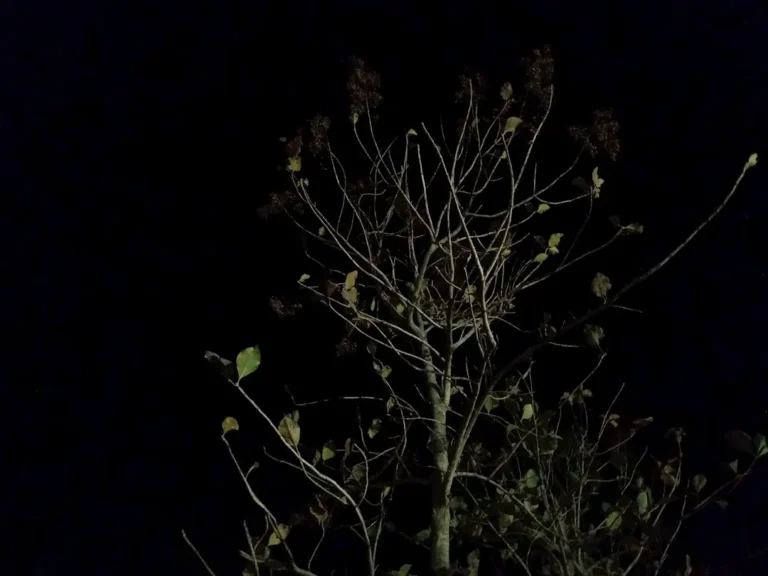 The Fascinating Science of Photoperiodism: How Plants Know the Days Are Shortening - Featured image