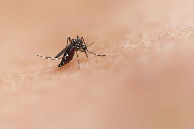 Google Seeks Federal Approval to Release 32 Million Treated Mosquitoes in California - Featured image