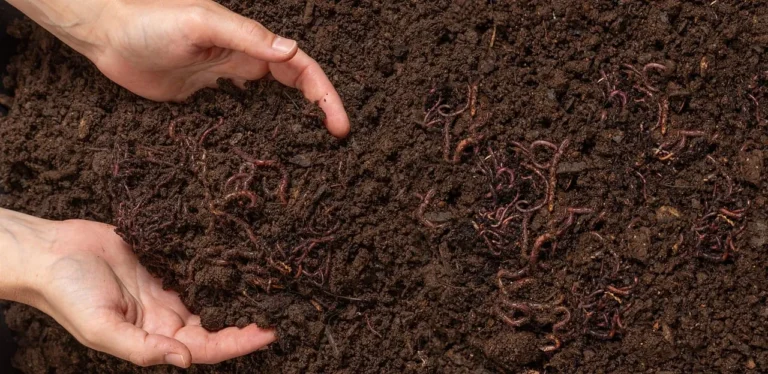The Science-Backed Reason You Should Be Intercropping This Year - Featured image