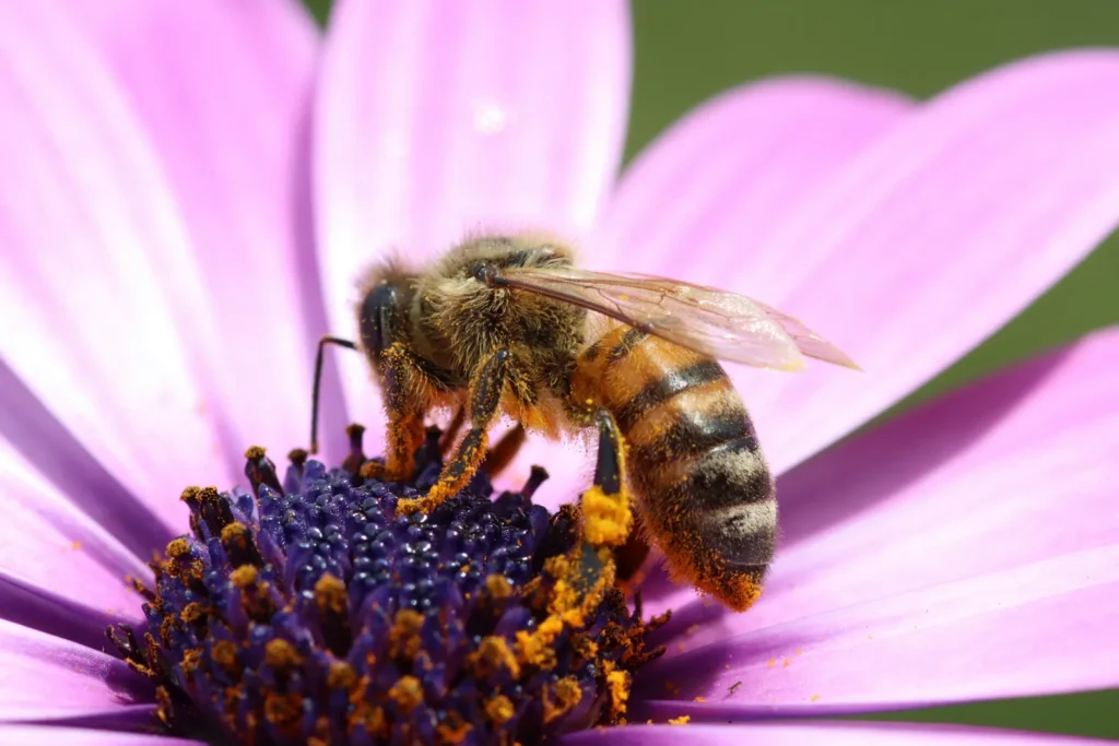 Research Shows What Works Best for Bees, Butterflies, and Other Pollinators in Home Gardens - Featured image