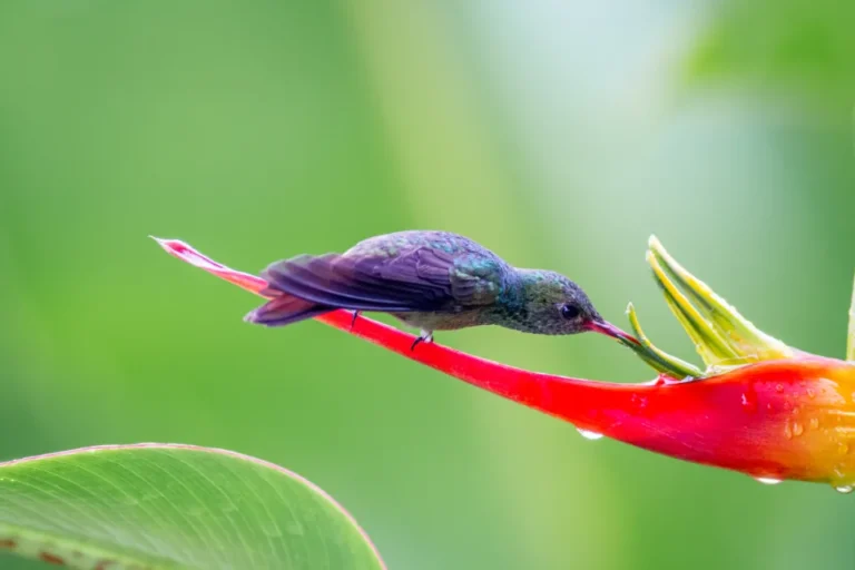 10 Easy Ways to Transform Your Porch Into a Hummingbird Sanctuary This Summer - Featured image