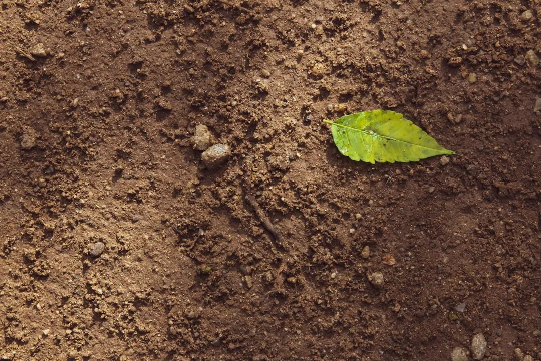 10 Common Soil Mistakes That Are Quietly Stunting Your Tomato Plants