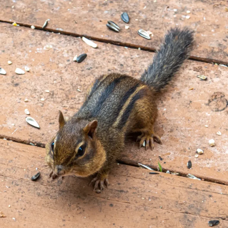 How to Create a Certified Wildlife Habitat Right in Your Suburban Backyard - Featured image