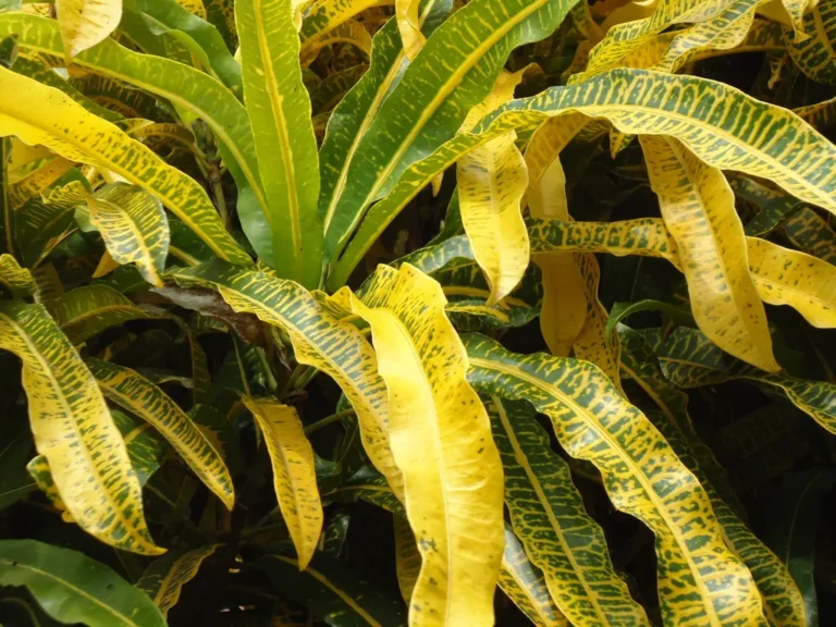 How to Fix Yellowing Leaves on Your Favorite Houseplants - Featured image