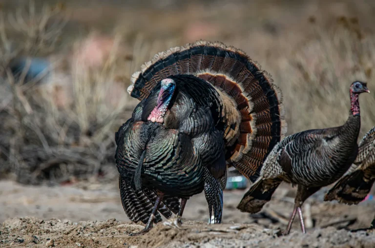 Aggressive Wild Turkeys Roam Residential Areas - Featured image