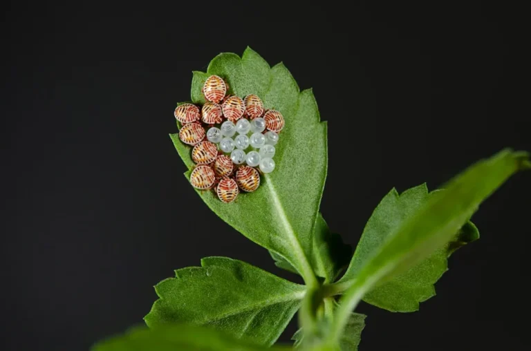 How to Identify Beneficial Insect Eggs So You Don't Accidentally Destroy Them - Featured image
