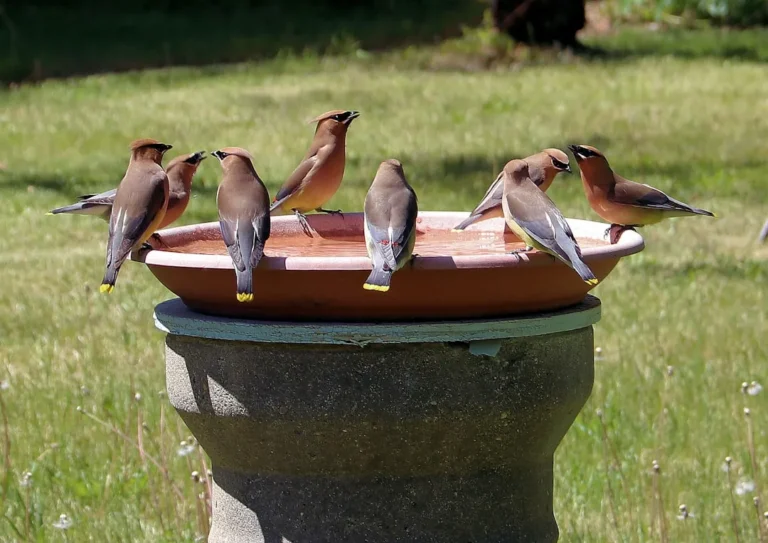 Why a Moving Water Feature Is the Ultimate Magnet for Migrating Birds - Featured image