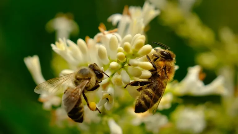 Why Certain Flowers Change Color as They Are Successfully Pollinated - Featured image