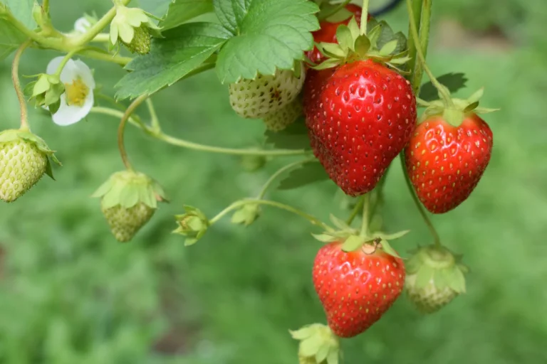 Strawberries Deliver Edible Ground Cover in Gardens - Featured image