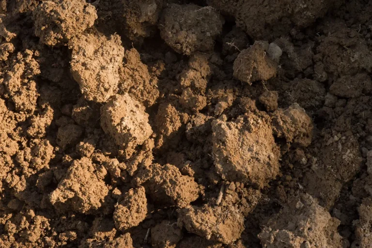 10 Clear Signs Your Garden Soil Is Desperately Missing Organic Matter - Featured image