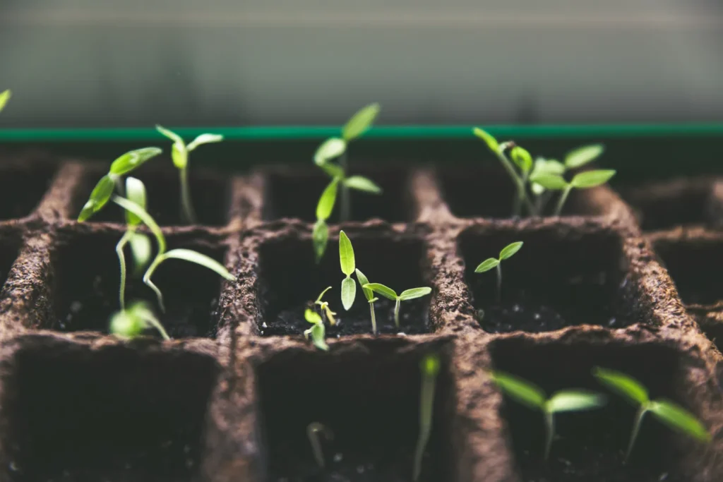 Home Gardeners Can Breed New Plant Varieties by Harnessing Natural Diversity - Featured image
