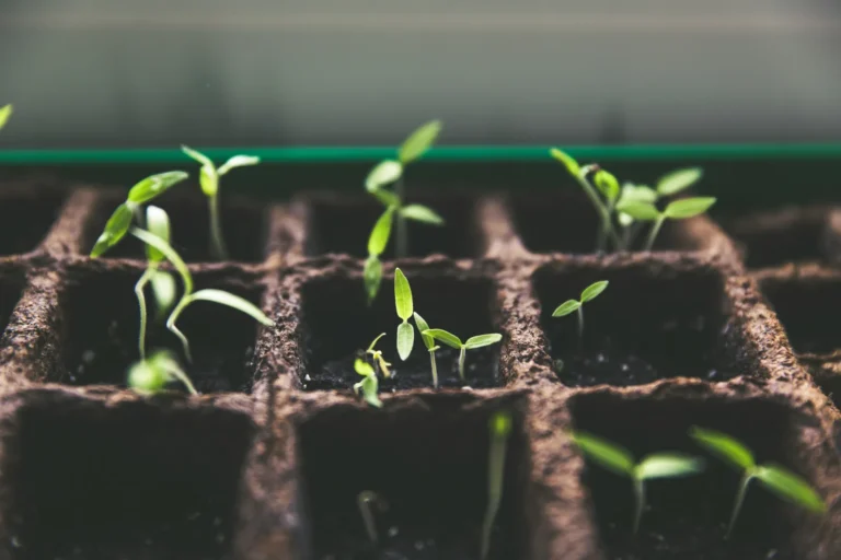 Home Gardeners Can Breed New Plant Varieties by Harnessing Natural Diversity - Featured image