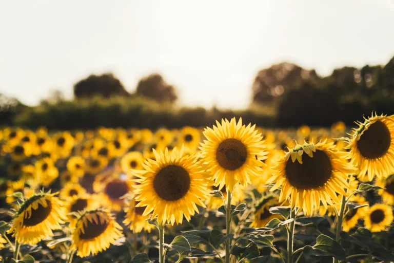 Branching Sunflowers Deliver Living Shade Where Afternoon Heat Hits Hardest - Featured image