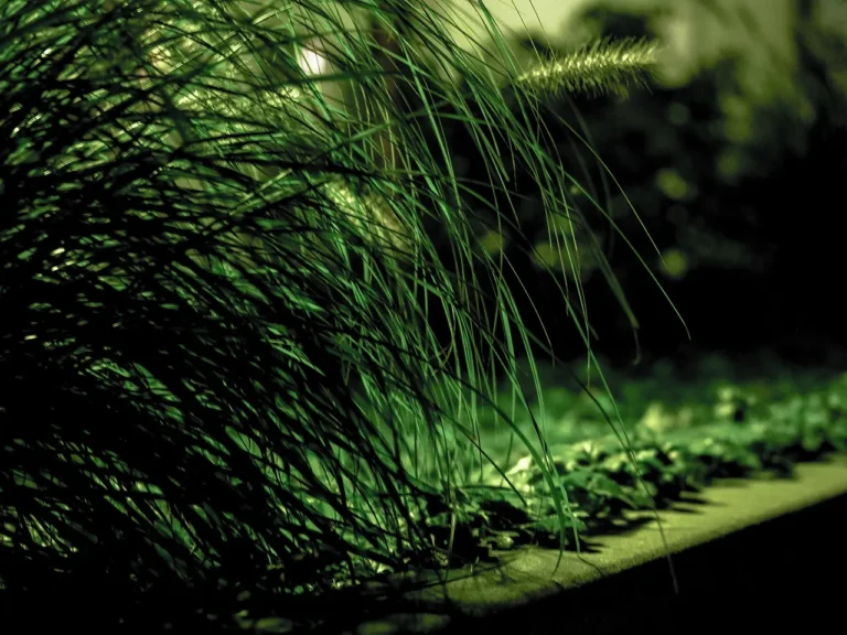 How Plants Use Nyctinasty (or "Sleep Movements") to Protect Themselves at Night - Featured image