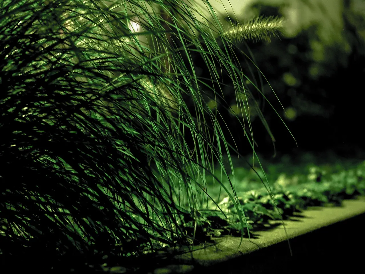 How Plants Use Nyctinasty (or "Sleep Movements") to Protect Themselves at Night