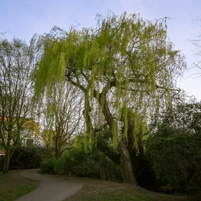 How to Build a Living Willow Fence for a Natural, Evolving Garden Boundary - Featured image
