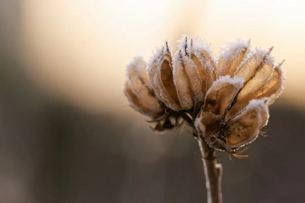 The Evolutionary Reason Why Some Seeds Require Extreme Cold to Germinate - Featured image