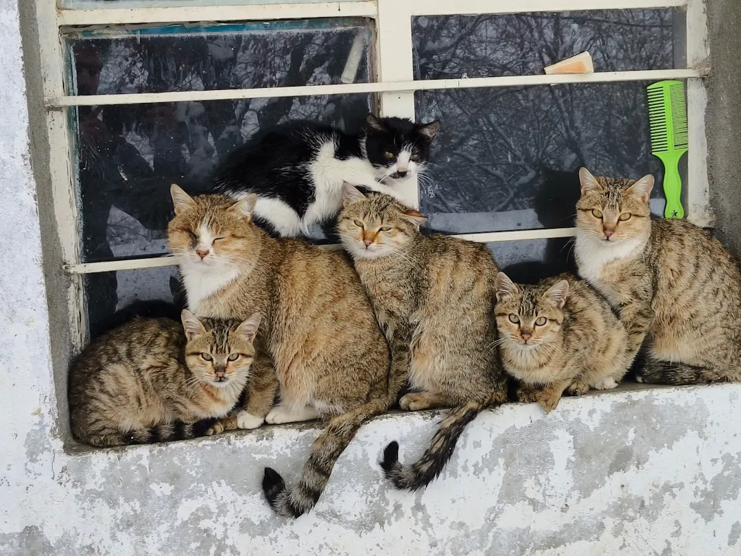 How to Keep Neighborhood Cats Out of Your Freshly Planted Garden Beds