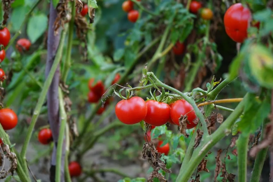 The Real Reason You Should Be Pruning Your Tomato Plants From the Bottom Up, Not the Top - Featured image