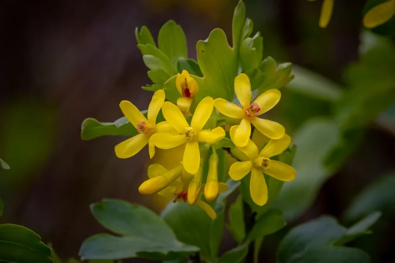 Golden Currant’s Clove-Scented Flowers Draw Pollinators Even in Dry Conditions - Featured image