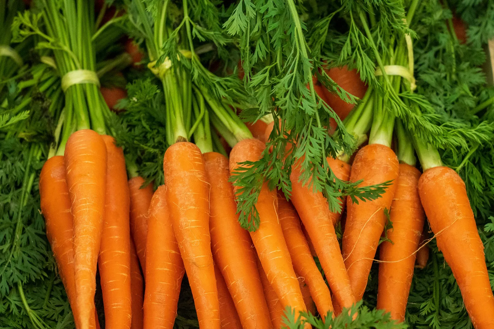 Simple Board Trick for Sweeter Fall Carrots