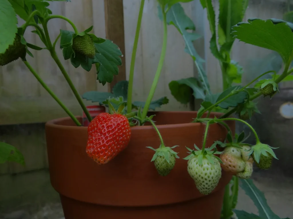 You Can Grow Strawberries Almost Anywhere Using Clever DIY Planter Ideas - Featured image