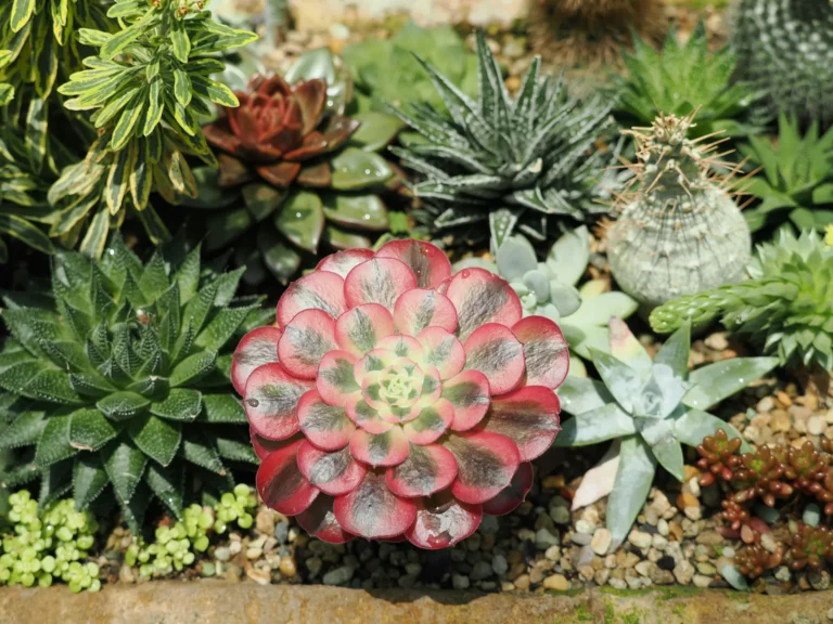 As Early Heat Scorches Spring Blooms, Gardeners Rethink Shade, Soil, and Timing - Featured image