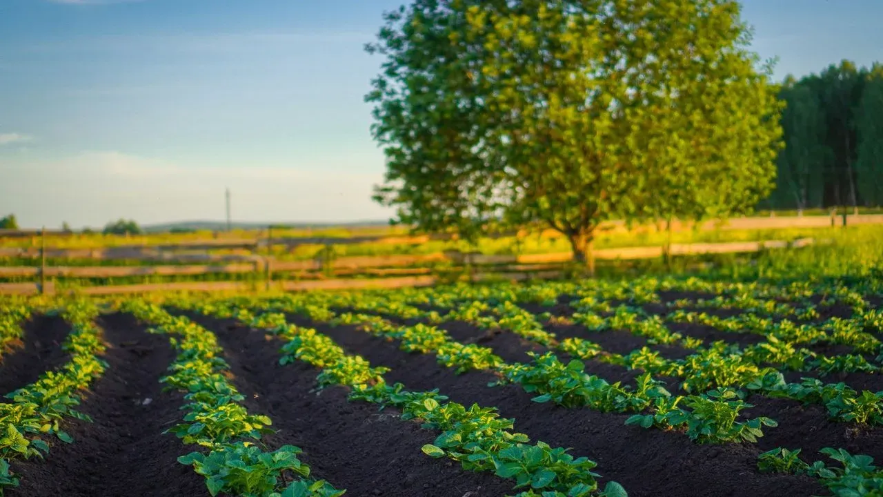 Septic Fields Can Host Beautiful Garden Plants