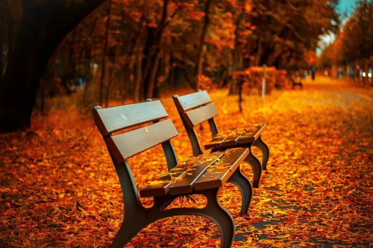 10 Creative Ways to Repurpose Fallen Autumn Leaves in Your Backyard - Featured image