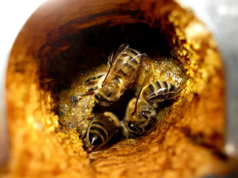 Beekeepers Unite After Millions of Bees Escape Following Truck Crash in Texas - Featured image