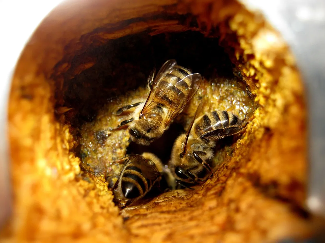 Beekeepers Unite After Millions of Bees Escape Following Truck Crash in Texas