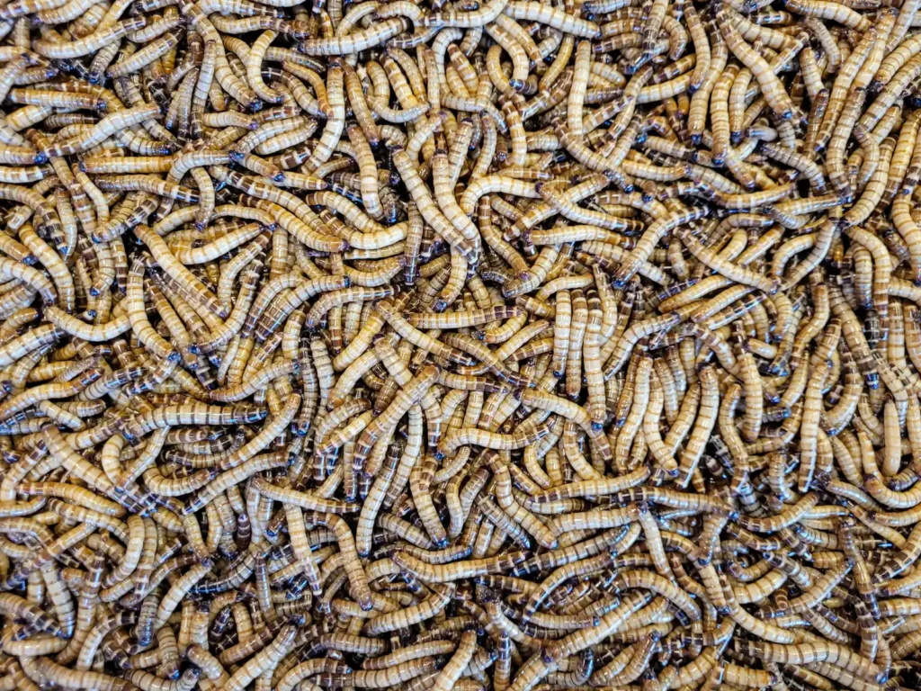 Screwworm Detection in the United States Points to Risks for Livestock and Humans - Featured image
