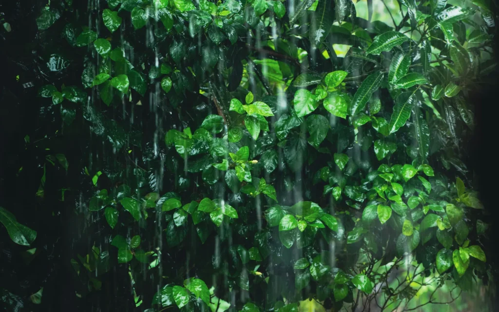 Gulf Tropical Moisture Raises Garden Flood Risks - Featured image