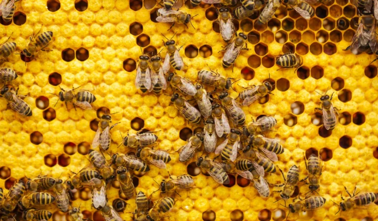 One in Three Bites of Food You Eat Depends on Pollinators - Featured image