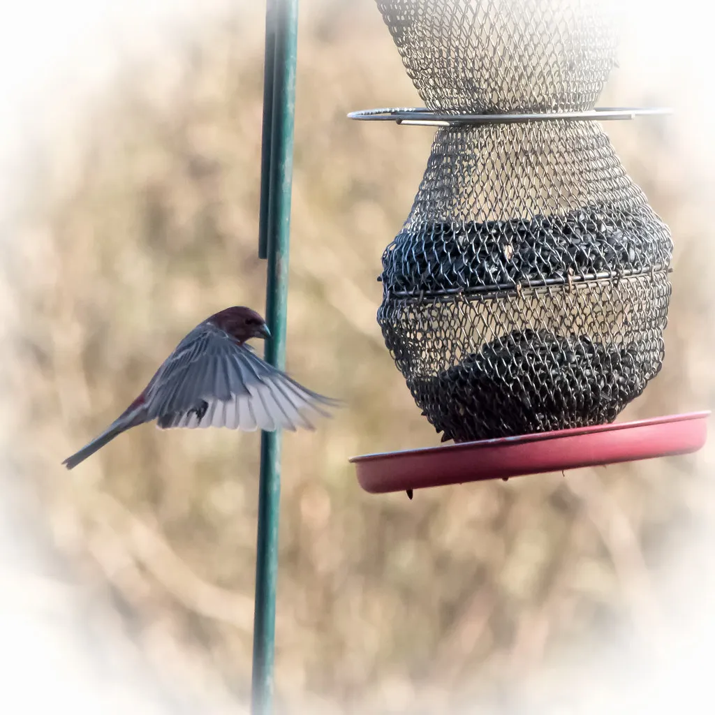 The Most Common Backyard Birds in Colorado – And How to Attract Them - Featured image