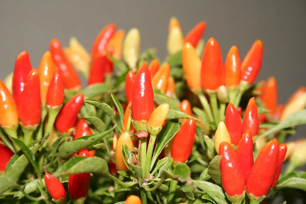 The Strange Reason Epsom Salt From Your Bathroom Belongs in Your Pepper Patch - Featured image